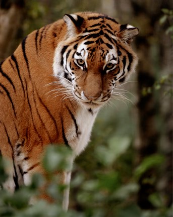 Framed Tiger - photo Print