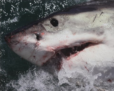 Framed Great White Shark Print