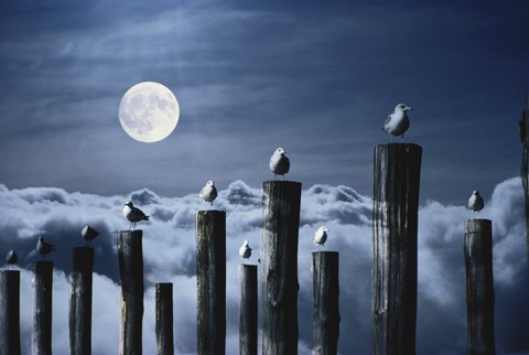 Framed Seagulls Perched on Wooden Posts under a Full Moon Print