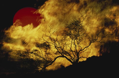 Framed Composite of a Lone tree, Burning Fire, and Red Sun Print