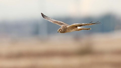 Framed British Columbia Boundary Bay, Northern Harrier bird Print