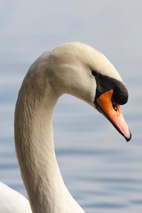 Framed British Columbia, Vancouver, Mute Swan bird Print