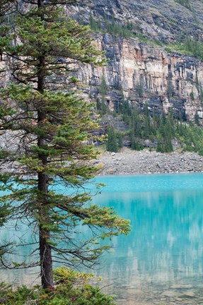 Framed Pine tree, Moraine Lake, Banff National Park, Canada Print