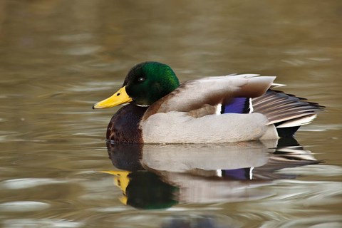 Framed Mallard Drake, George C Reifel Migratory Bird Sanctuary, Westham Island, British Columbia, Canada Print