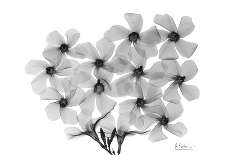 Framed Oleander Blooms Print