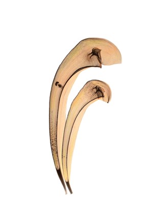 Framed Cobra Lily Print