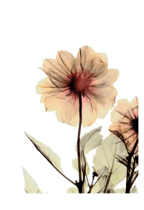 Framed Dalilia Print