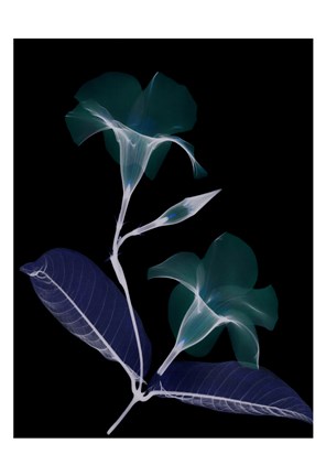 Framed Mandelilla Whispers Print