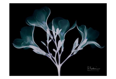 Framed Oleander Whispers Print