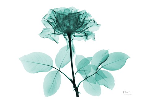 Framed Tea Rose 1 Print