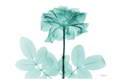 Framed Tea Rose 2 Print