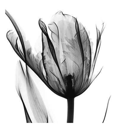Framed High Contrast Tulip Print