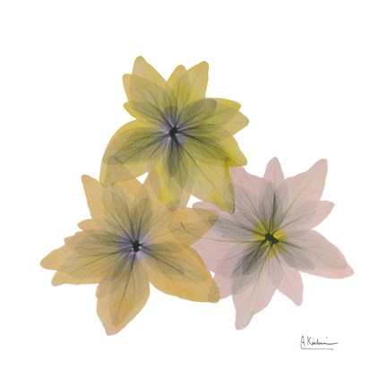 Framed Starburst Flora Print