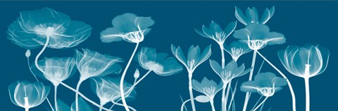 Framed Transparent Flora B Print