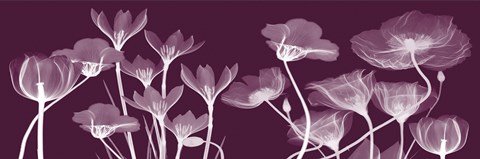 Framed Transparent Flora C Print