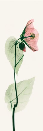 Framed Solo Abutulon Print