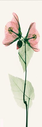 Framed Duo Abutulon Print