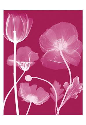 Framed Transparent Flora 13 Print