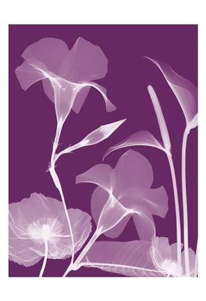 Framed Transparent Flora 10 Print