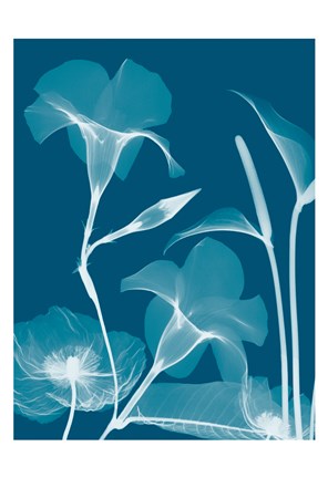 Framed Transparent Flora 14 Print