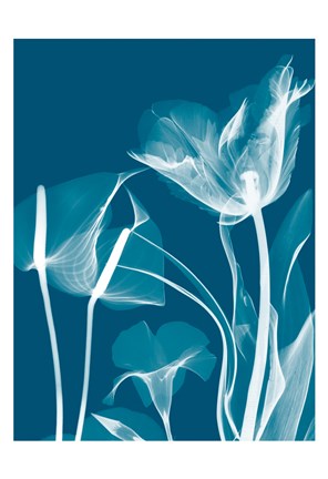 Framed Transparent Flora 11 Print