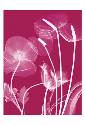 Framed Transparent Flora 12 Print