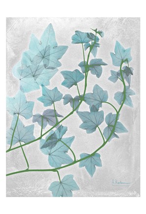 Framed Ivy Blues Print