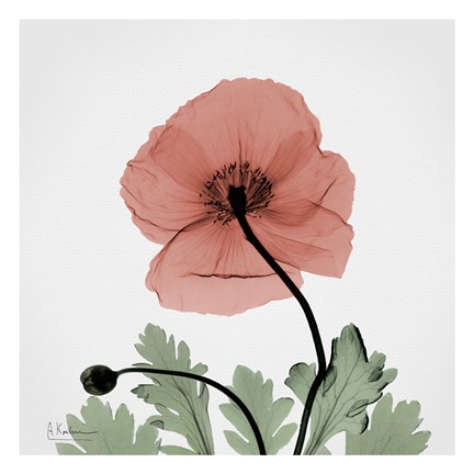 Framed Poppy Marsala 1 Print