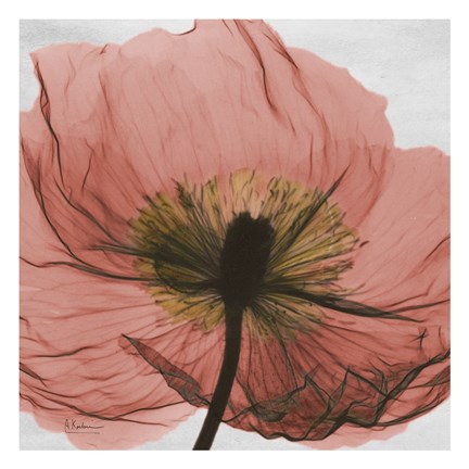 Framed Poppy Marsala 2 Print