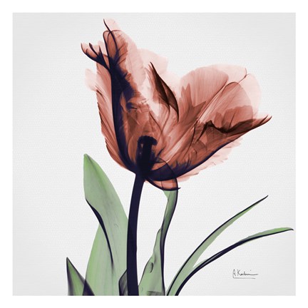 Framed Tulip Marsala Print