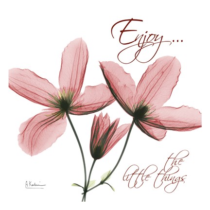 Framed Journey Clematis Print