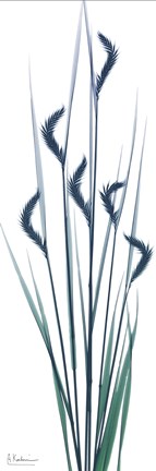 Framed Wildflower 4 Print