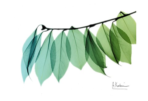 Framed Camelia Leaf Green Blue 2 Print