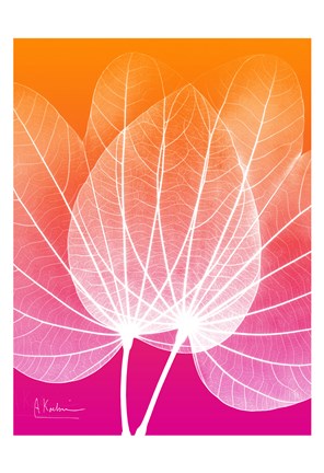 Framed Orchid Tree Pink Orange 1 Print