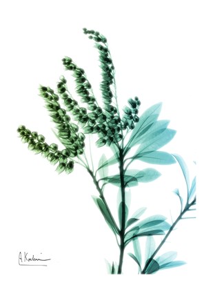 Framed Lily of The Valley 2 Print