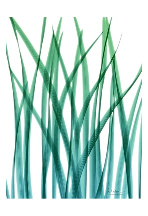 Framed Snow Drop Print