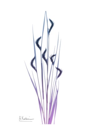 Framed Wild flower 2 Print