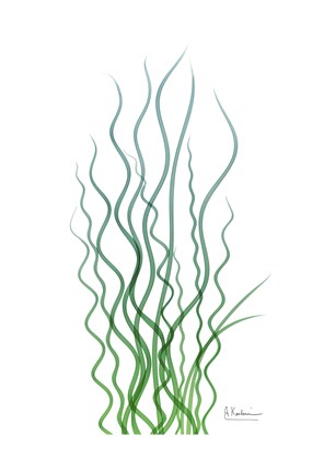 Framed Corkscrew Rush Bluegreen Print