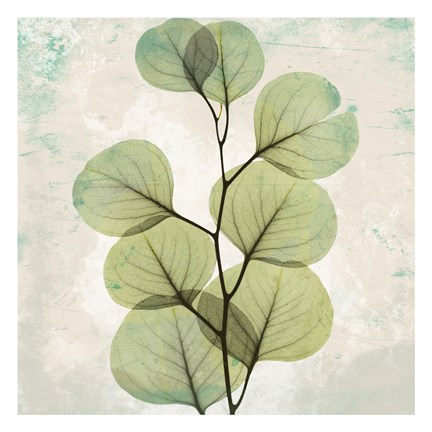 Framed Eucalyptus Aged Stone Print