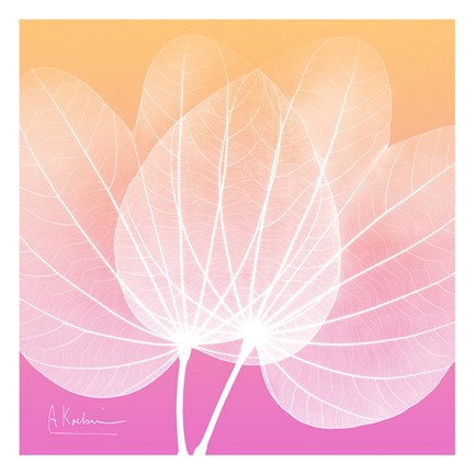 Framed Orchid Tree Pink 1 Print