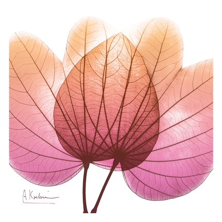 Framed Orchid Tree Pink 2 Print