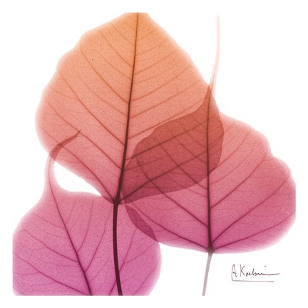 Framed Bo Tree Pink Orange Print