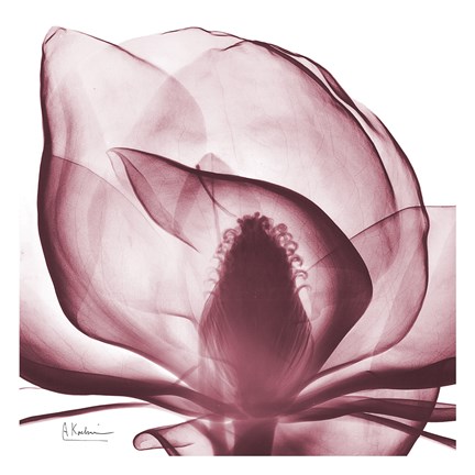 Framed Magnolia Marcela Print