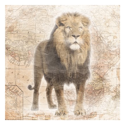 Framed African  Animals - Lion Print