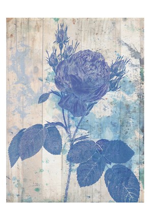 Framed Blue Rose In My Garden Print