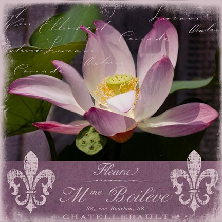 Framed Lotus Bloom Print