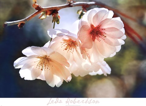 Framed Cherry Blossom 1 Print