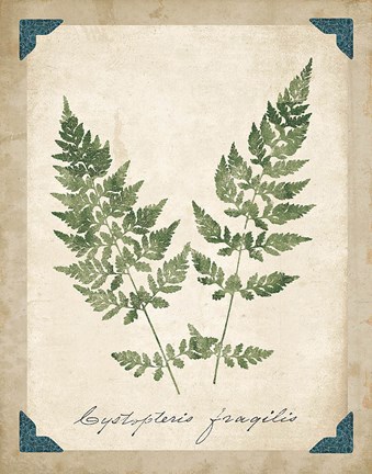 Framed Vintage Ferns VII Print