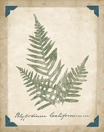 Framed Vintage Ferns XI Print