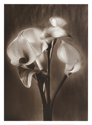 Framed Calla Bouquet Print